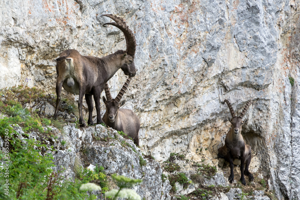 Capricorns standing on a steep rock in the Alps