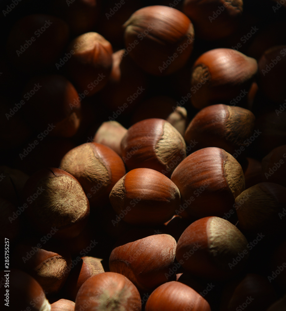 hazelnut hazelnuts in sunlight close-up hazelnut hazelnuts in sunlight close-up