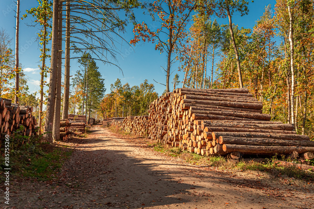 Stunning forest with wood balls in the autumn, Poland Stunning forest with wood balls in the autumn, Poland