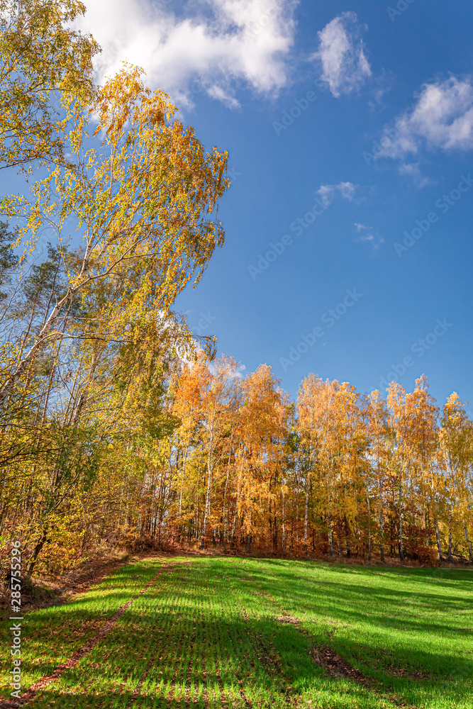 Fototapeta premium Sunny forest and green field in the autumn, Poland