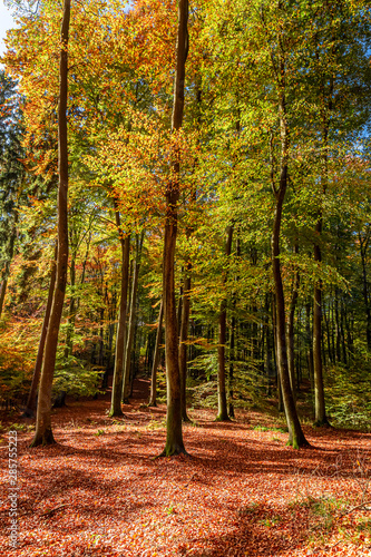 Colorful and amazing path in the forest with sun beam