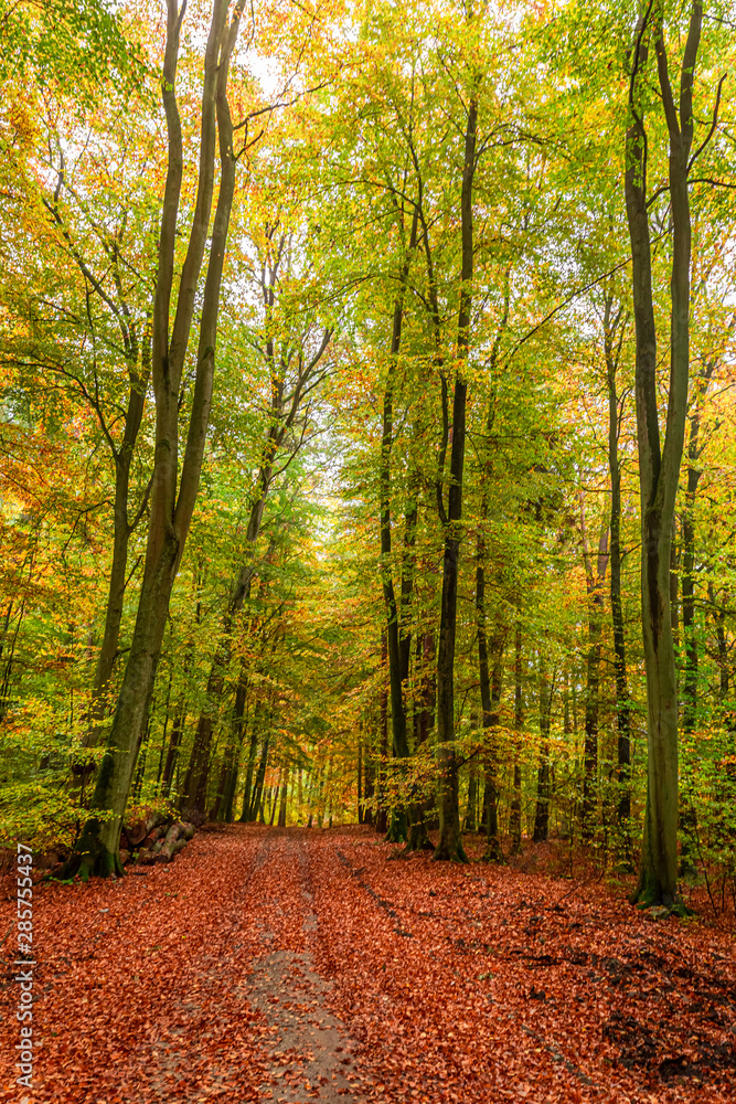 Colorful and stunning forest in the autumn, Europe