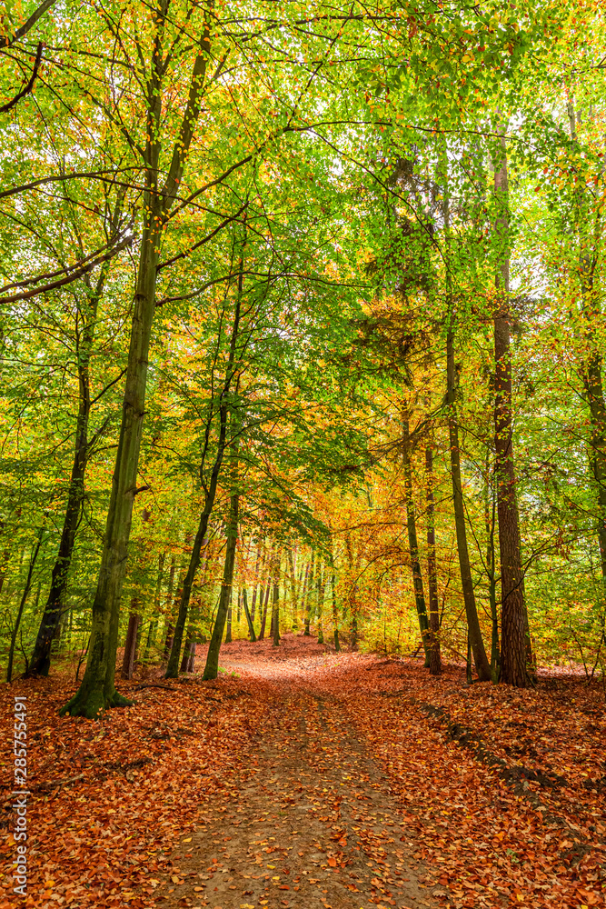 Obraz premium Amazing and sunny forest in the autumn, Poland