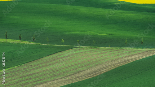 Spring in the field wave of South Moravia, Czech Republic © Samitdoc