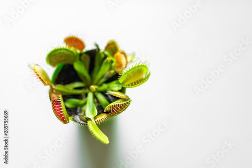 Canvas Print Venus flytrap (Dionaea muscipula), carnivorous plant in a pat isolated on white