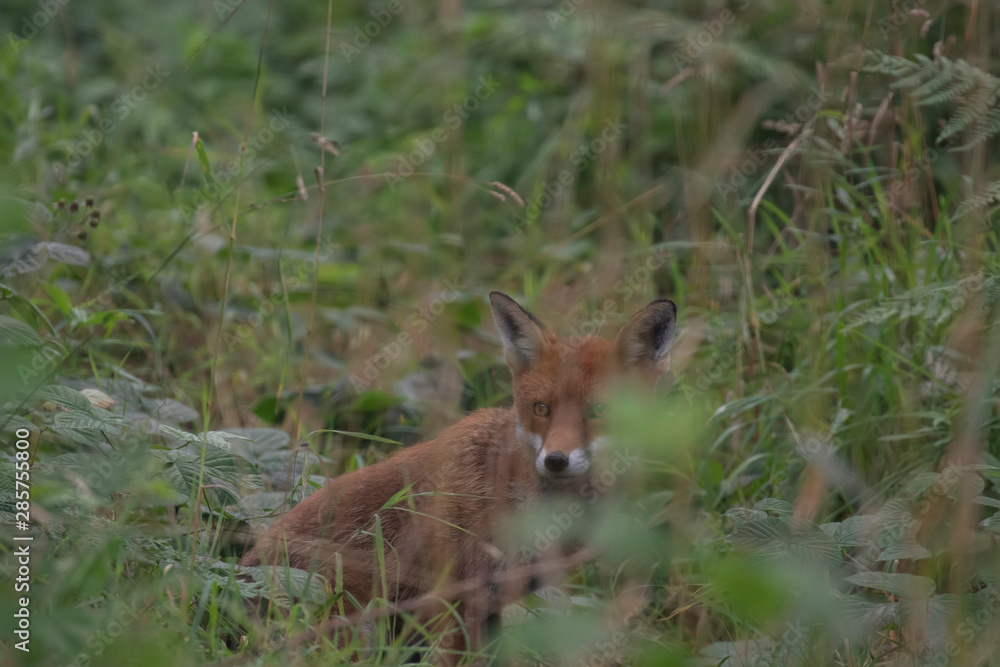 Red fox, Vulpes vulpes, hiding/walking in long grass within a woodland during the summer day time in scotland.