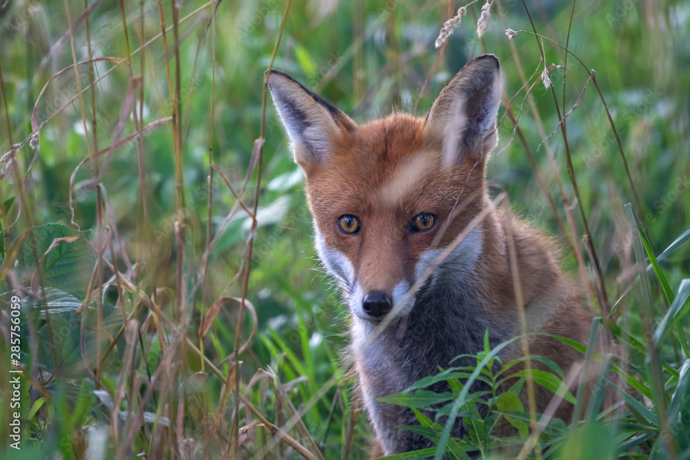 Red fox, Vulpes vulpes, hiding/walking in long grass within a woodland during the summer day time in scotland.
