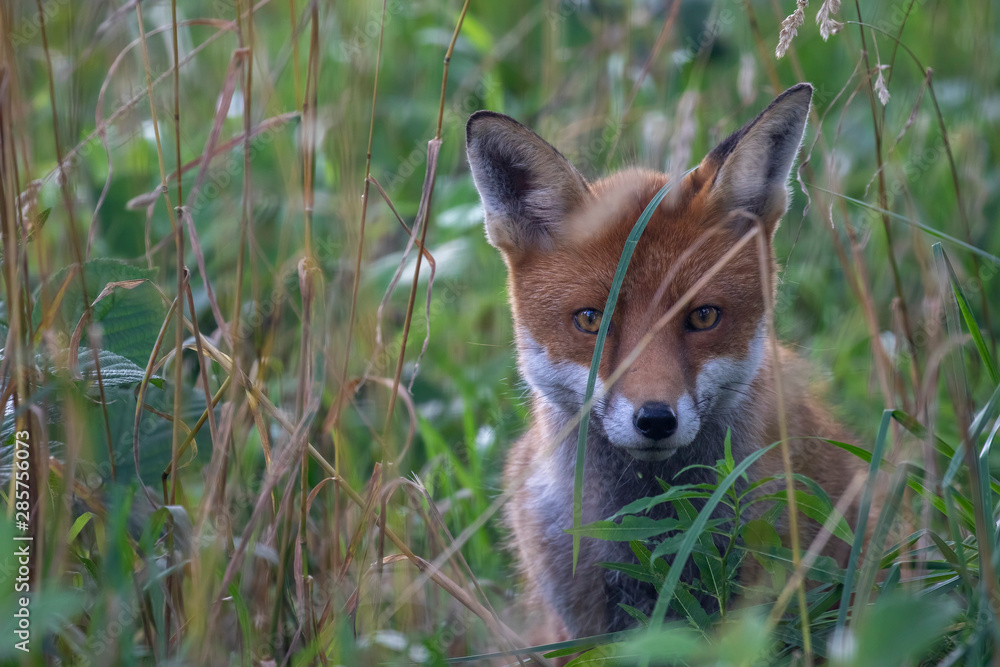 Naklejka premium Red fox, Vulpes vulpes, hiding/walking in long grass within a woodland during the summer day time in scotland.