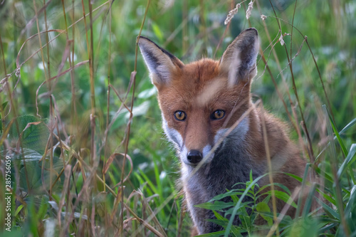 Obraz na płótnie Red fox, Vulpes vulpes, hiding/walking in long grass within a woodland during the summer day time in scotland. w salonie