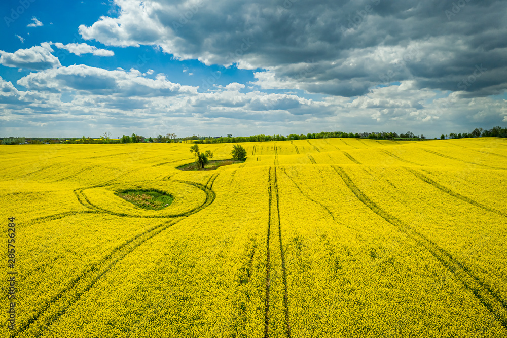 Yellow rape fields with blue sky, Poland, aerial view