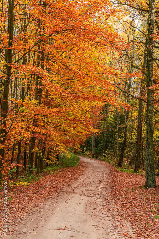Obraz premium Wonderful and brown path in the autumn forest, Europe
