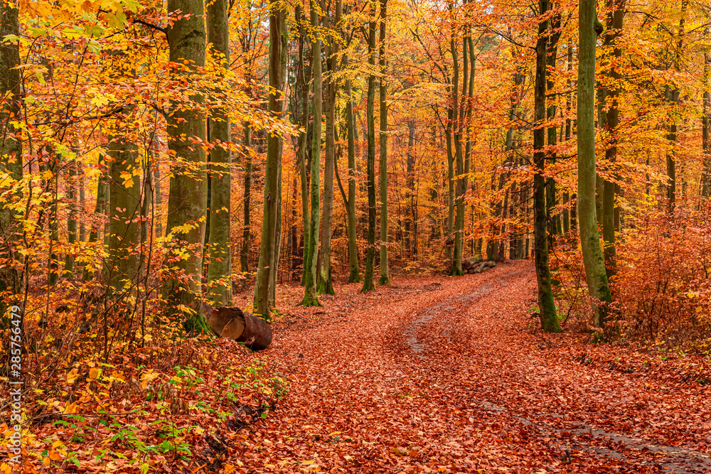 Brown and green path in autumn forest, Europe