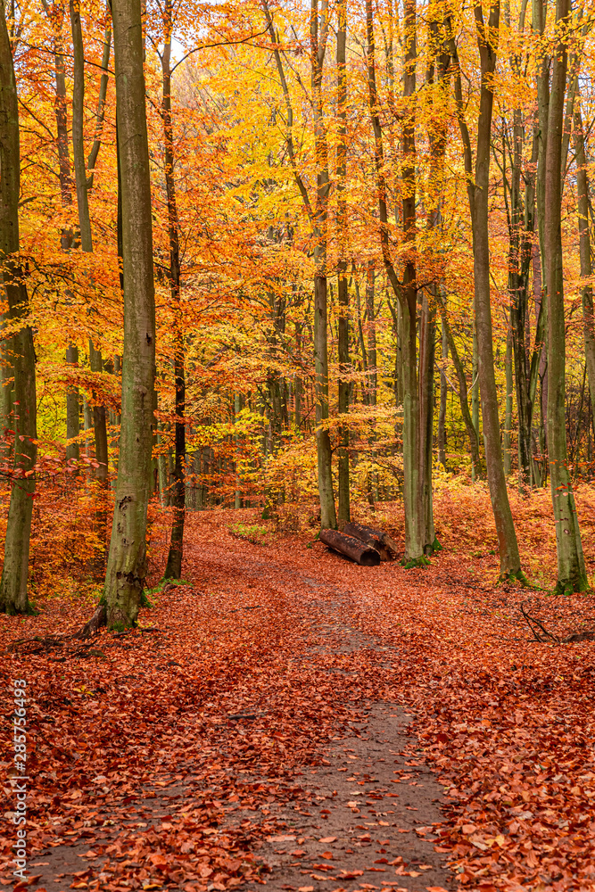 Brown and golden trees in autumn forest in Poland Brown and golden trees in autumn forest in Poland