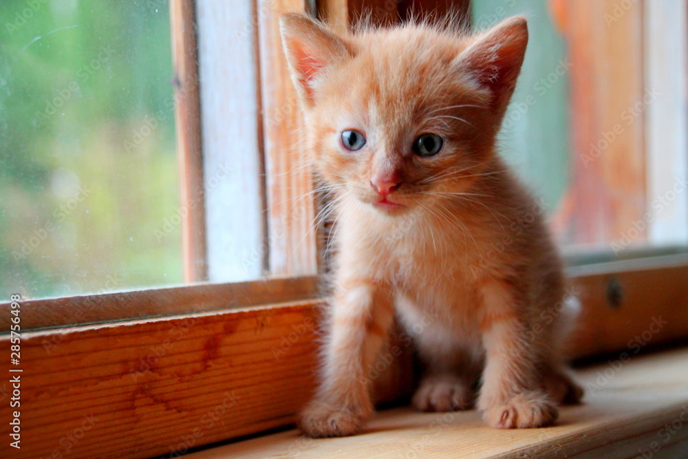 Funny red cute kitten. Ginger red kitten window. Long haired kitten. Sweet adorable kitty