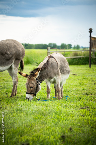 Miniature donkey with halter grazing in a meadow