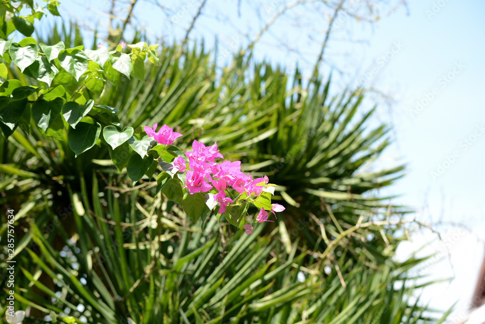 Beautiful bougainvillea flowers in a tropical garden close up Beautiful bougainvillea flowers in a tropical garden close up