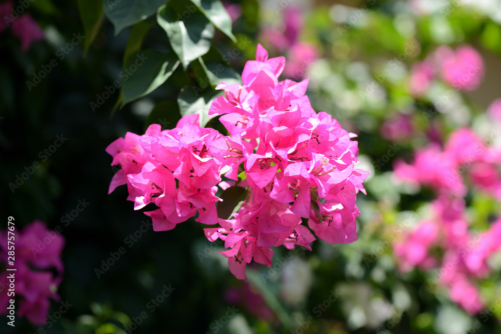 Naklejka premium Beautiful bougainvillea flowers in a tropical garden close up