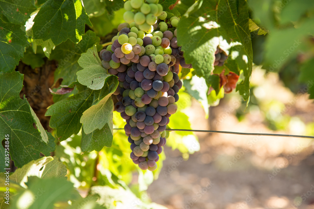 Details of the first green grapes for wine.