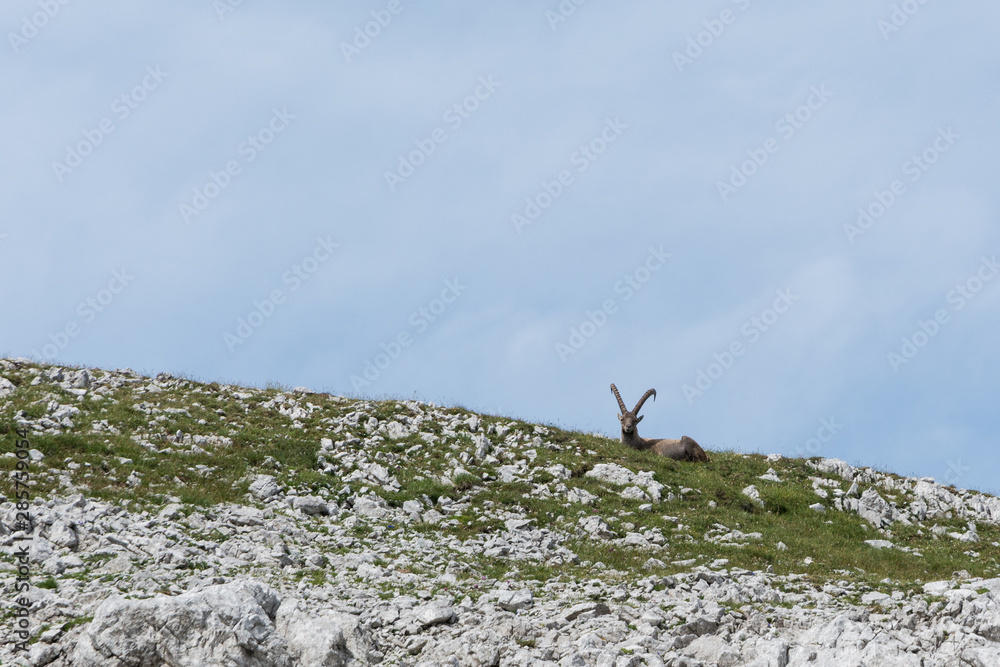Capricorn standing on a steep rock in the Alps