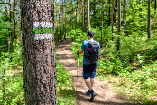 Hiker in forest walking on hiking trail