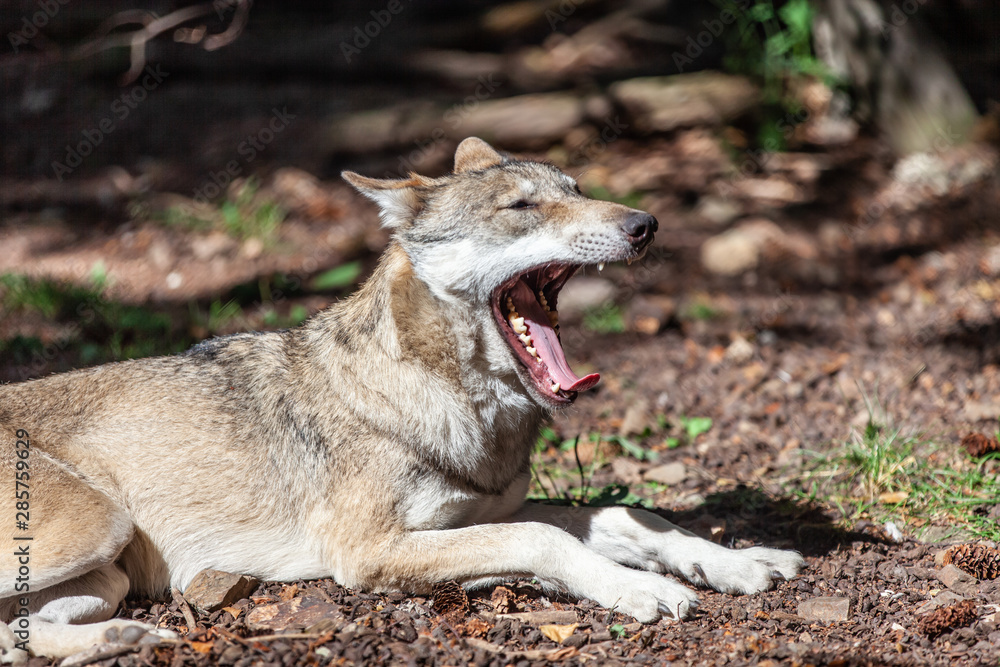 Obraz premium Wilder Wolf im Wald offenens Maul große Zähne Tooth Raubtier