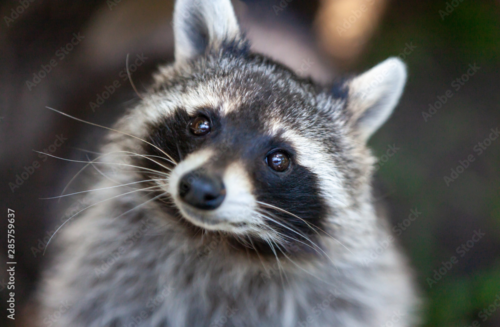 Waschbär blickt in Kamera große Augen Waschbär blickt in Kamera große Augen