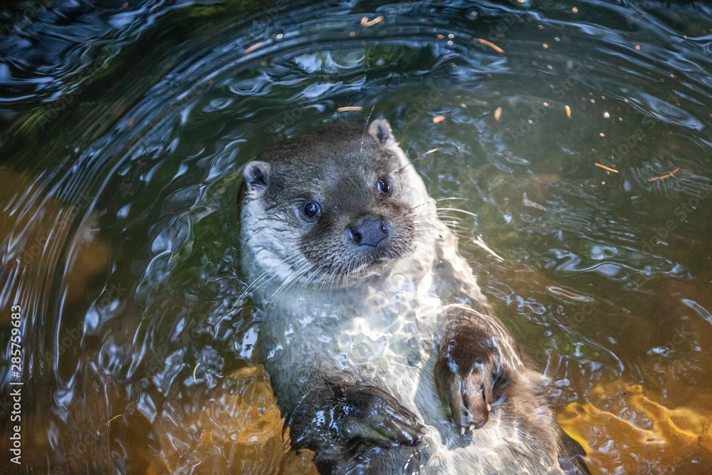 Fischotter schwimmt auf dem Rücken im Wasser Stock Photo Adobe Stock