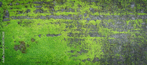 Moss green texture. Moss background. Green moss on grunge texture, background. Long web banner