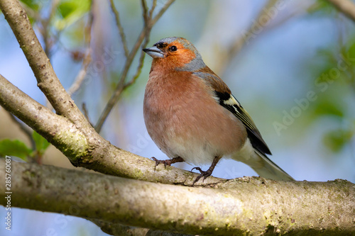 Common Chaffinch (Fringilla coelebs) sitting in a tree in the nature reserve Moenchbruch near Frankfurt, Germany. © DirkR