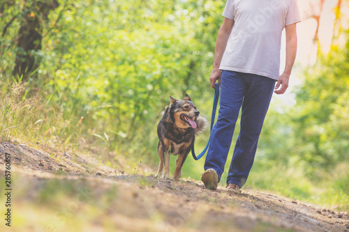Man and dog are best friends. The man holds the dog on a leash, walks on a dirt road in the forest in summer on a sunny day