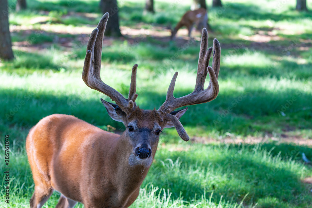 The deer with velvet antlers on meadow in forest The deer with velvet antlers on meadow in forest