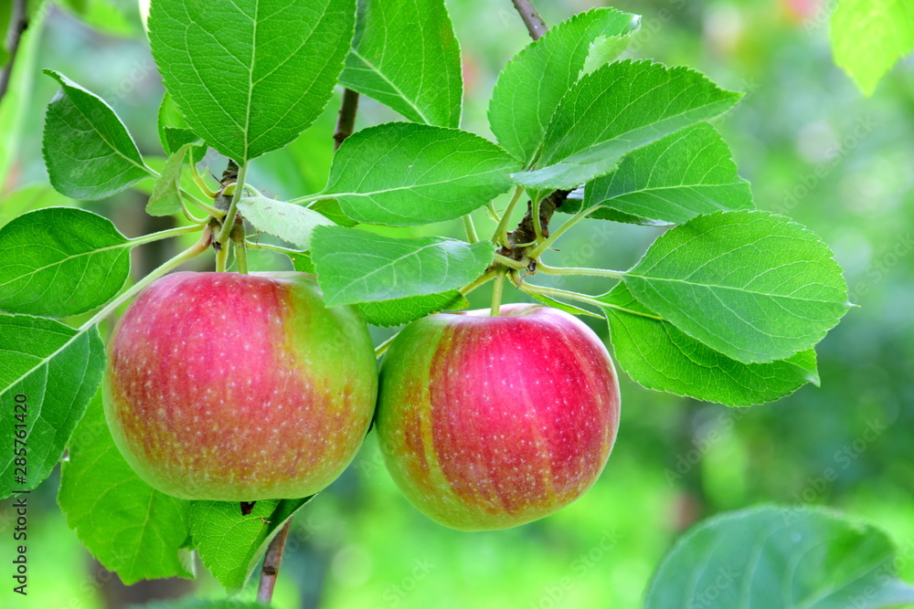 Streuobstwiese - Äpfel - Apfelbäume in Südtirol mit reifen roten Äpfeln Streuobstwiese - Äpfel - Apfelbäume in Südtirol mit reifen roten Äpfeln