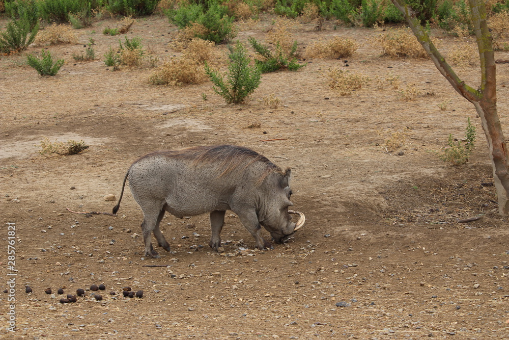 Fototapeta premium phacochère