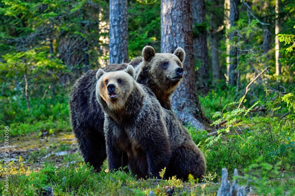 Obraz premium Brown bear brothers in the forest.