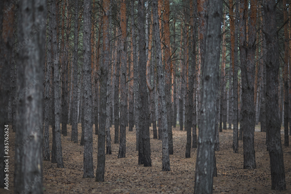 Obraz premium pine forest trees in autumn