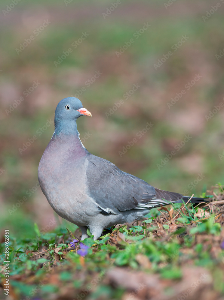 Common wood pigeon (Columba palumbus) Common wood pigeon (Columba palumbus)