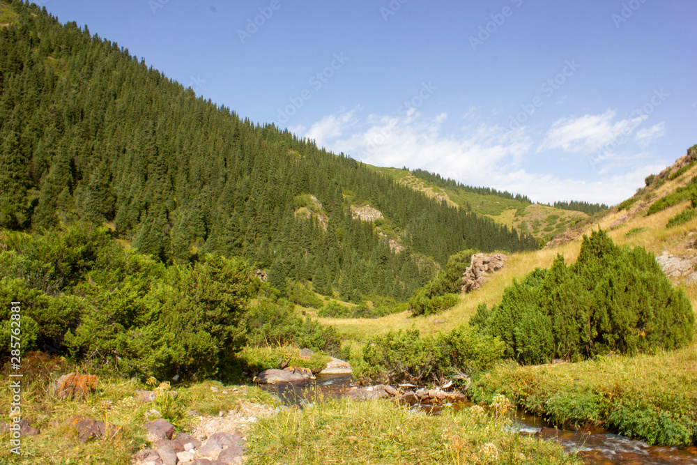 Fototapeta premium forest,