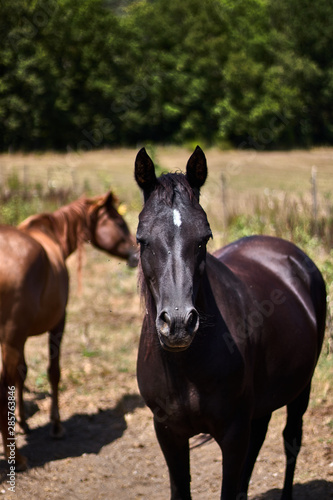 Beautiful black horse in the country