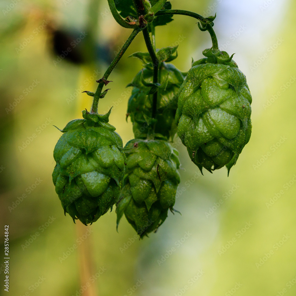 Fototapeta premium Hopfen