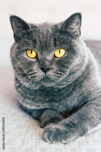 Domestic lovely cat. British shorthair cat with expressive orange eyes while laying on the bed in room. 