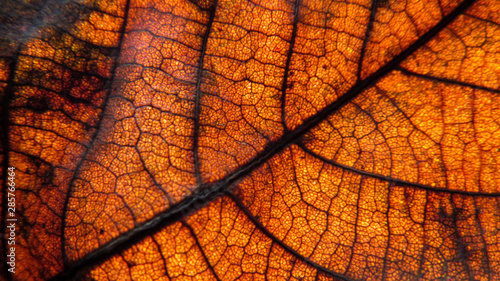 yellow leaf background.   lose up of leaf texture