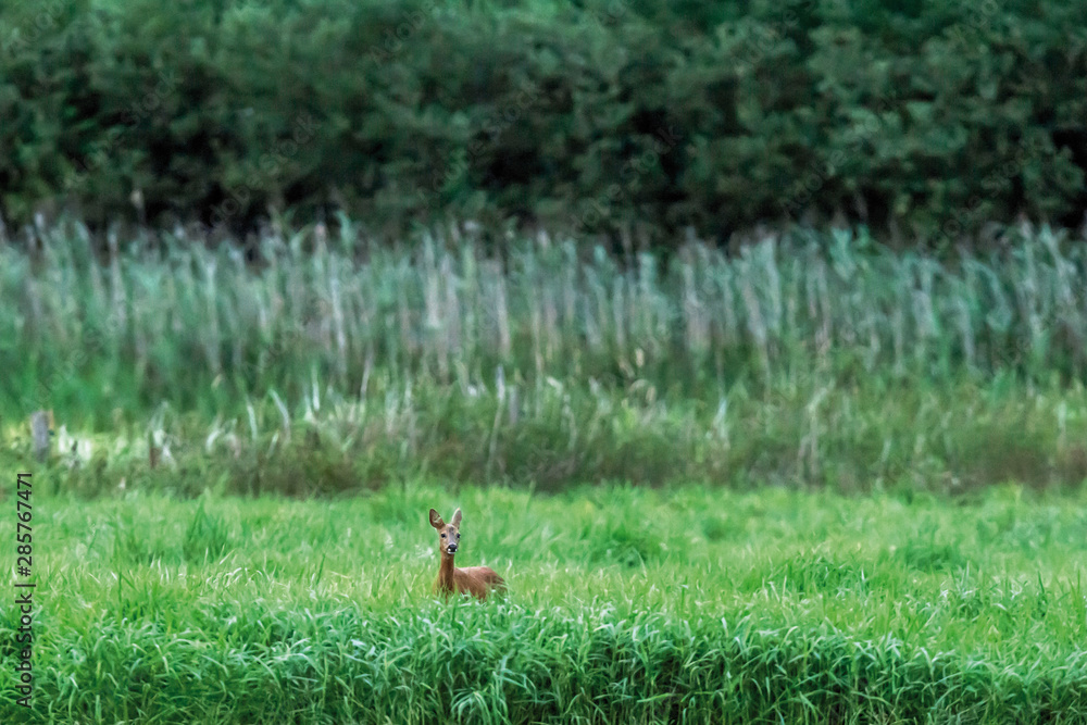 Roe doe in meadow with tall grass and reed. Roe doe in meadow with tall grass and reed.