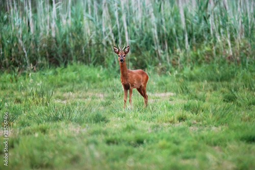 Young roebuck stands in meadow and looks towards camera.