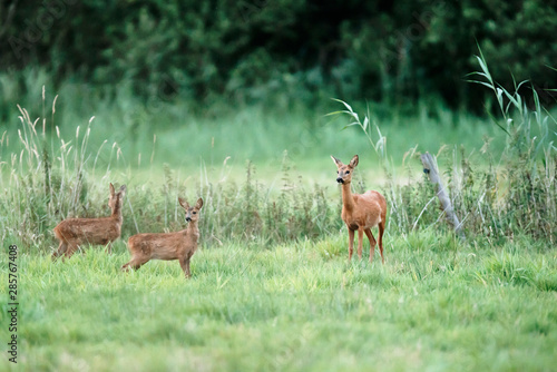 Fototapeta Naklejka Na Ścianę i Meble -  Roe deer doe with two fawns in meadow.