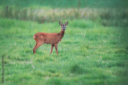 Young roebuck stands in meadow looking towards camera.