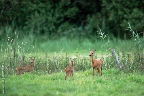 Roe deer doe with two fawns in meadow.