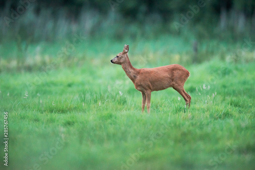 Roe deer doe in meadow looking aside.
