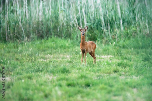 Young roebuck stands in meadow and looking towards camera.