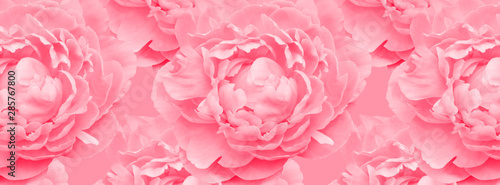 Border geometric pattern of pale pink peonies luxury fresh