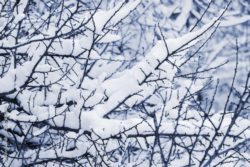 The dense branches of the tree are covered with a thick layer of snow_